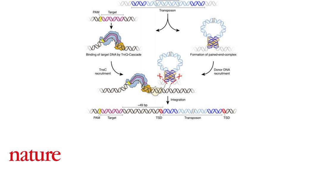 A fully programmable CRISPR–Cas genome editing system that mediates the precise insertion of DNA into the genome is described in Nature. This avoids making double-strand breaks in the target DNA, which can lead to unintentional changes in the genetic code. go.nature.com/2X574Rp