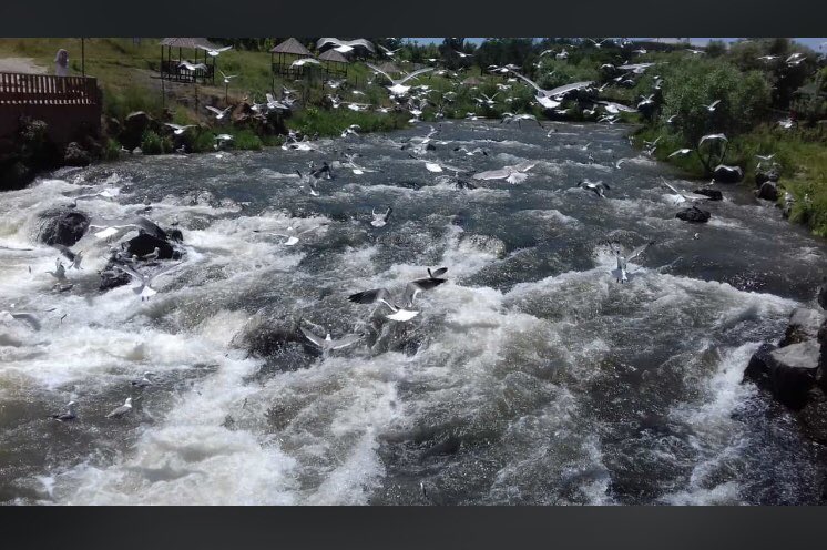 Hayat kısa balıklar uçuyor
