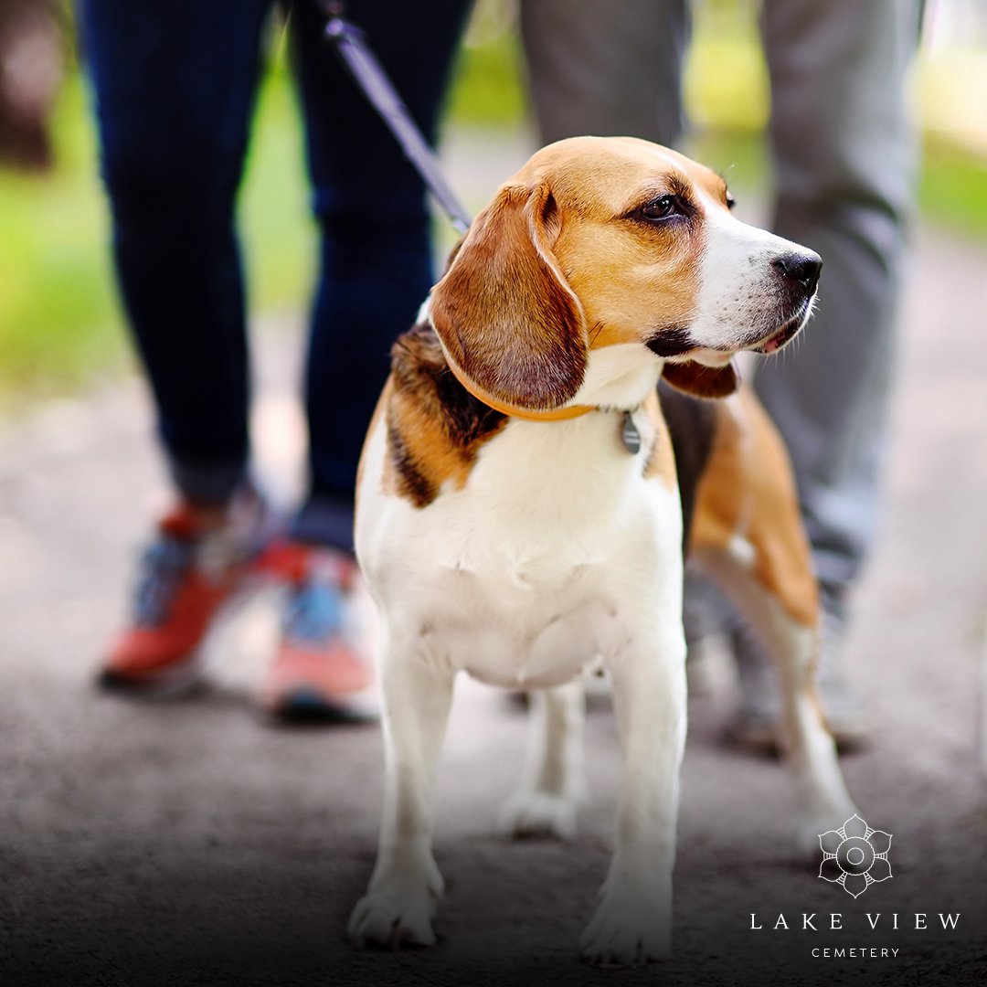 LakeViewCem's tweet photo. At Lake View Cemetery, we welcome all walks of life. (Walking your dog here counts, too.) #LakeViewCemetery #LakeView150 https://t.co/xq36mnh7i3