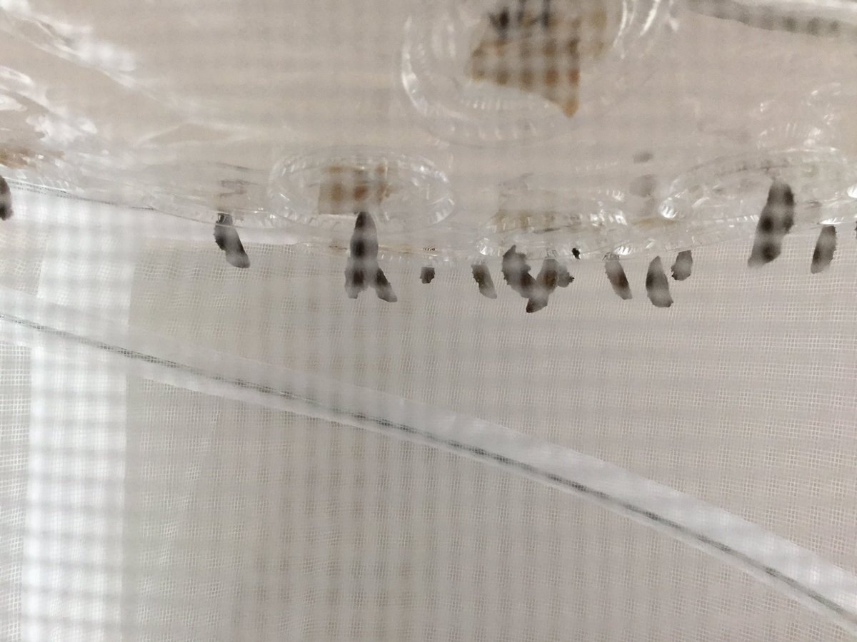 MandyMurph0024's tweet photo. Today we planted some flowers so our butterflies will have some food when they hatch. Today is day 20...how many more days before they emerge?? https://t.co/AtaP6WVpgX