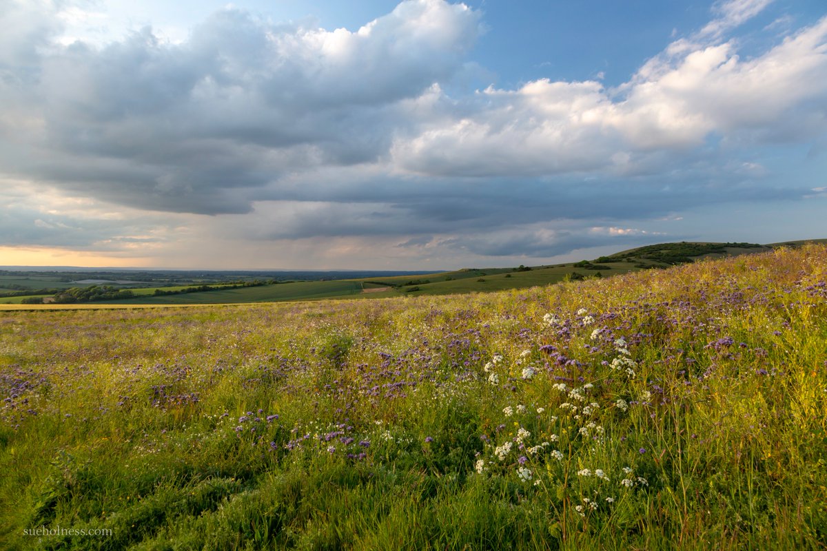 shsue's tweet photo. Somewhere near #Alfriston two weeks ago when it was beautiful out there. #SussexHour #SouthDowns https://t.co/FyMAt0z0T8
