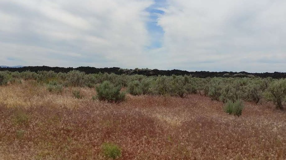 mwlauthor's tweet photo. Today was Volcano Day. Sadly, the volcano was closed. No lava. Not even any sparks!
We did see the vast field of volcanic stone that's called The Devil's Kitchen. Plus, ground so hot that the plants burned.
But no torrents of lava. #disppointed https://t.co/SP4b4Hs2W9