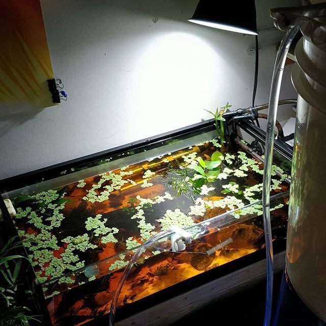 OVAS_CA's tweet image. #waterchange on the Habrosus Cory tank. Hoping they will breed again :) low light plants are all doing well. #ottawavalleyaquariumsociety #habrosuscoryadoras #lowlightplants #tannins #fishkeeping #aquariums bit.ly/2Zsg9S9