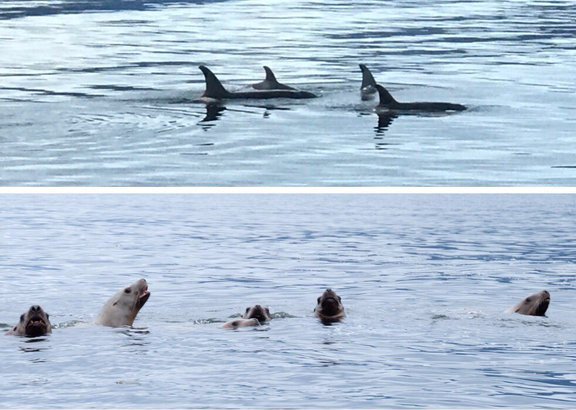 tweetNATJA's tweet photo. Ready for a wildlife extravaganza?
โด ๐ณ๐ป
Check out @Judi_Cohen's post from her @UnCruise Glacier Country Adventure!!
https://t.co/lac7dK0Gnk
#Travel #Adventure #wildlife #NATJAMember https://t.co/M4Pvy3PN62