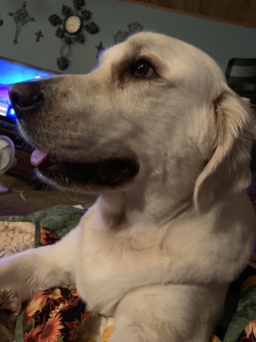 _trainerh's tweet photo. My view rn #puppylove #MaxAMilli https://t.co/igAx2YCILb