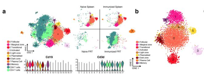 mmw_lmw's tweet photo. Circulating #memory_B_cells | act as a rapidly inducible source of #MucosalAntibodies in the #FemaleReproductiveTract | Akiko Iwasaki @VirusesImmunity @YaleIBIO @Nature https://t.co/BibJJ5x0UK https://t.co/qirBDTWEN2