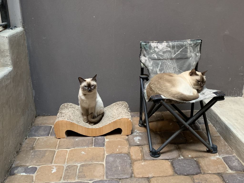 PurrrfectlyH's tweet photo. Mom gave me a new scratcher to sit on since Gunner took my chair😼😹🐾☀️😻#Aylen #gunner #illsitherethanks #justmysize #lifeisgood #spoiledcats #catlifestyle #purrrfectlyholistic #catlover #courtyardlife #cutecats #topcat #newspot #CatsOfTwitter https://t.co/3Az6n4M2KE