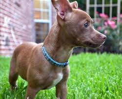 DmDavanti's tweet photo. @h8Wankmaggot45 Doesn't specify though! Breed...
A Pit Bull and a Chihuahua?
#ChiPits https://t.co/NtTazcOufI