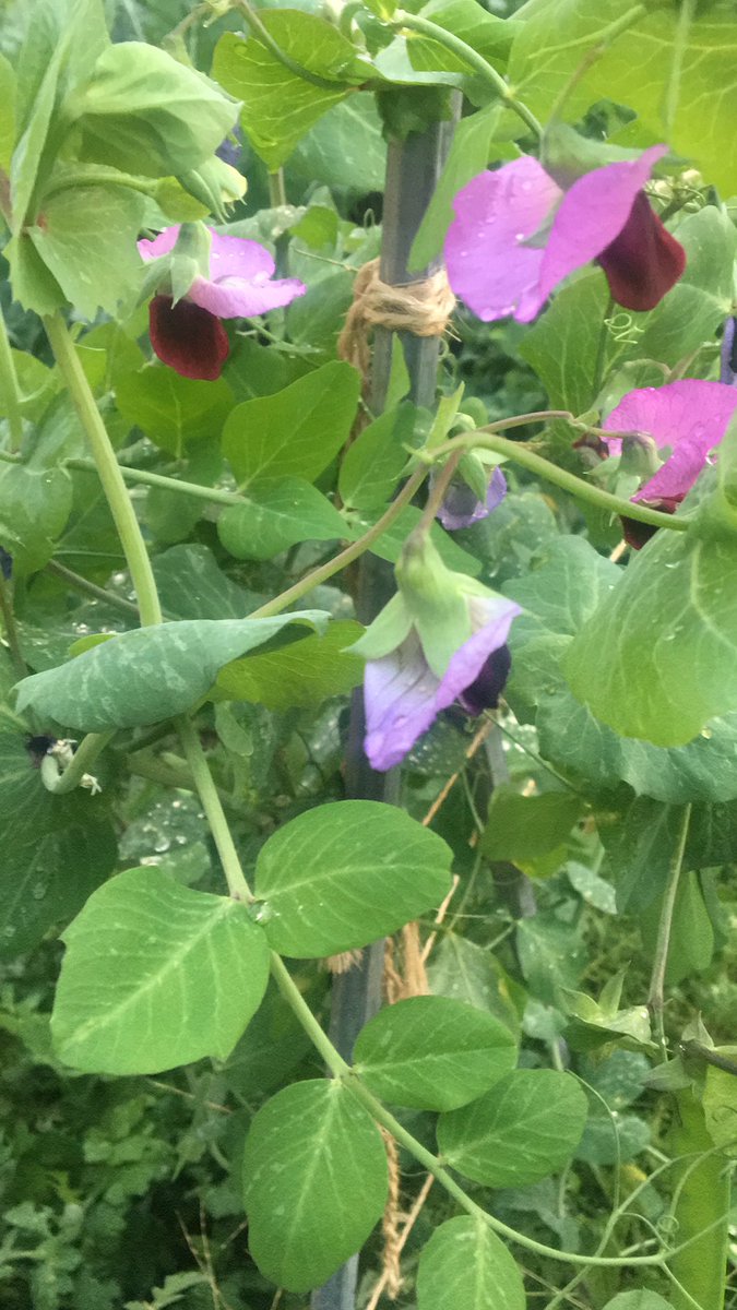 HobdayRoger's tweet photo. Agriculture and horticulture has some delights. https://t.co/4kSDKgOQNq