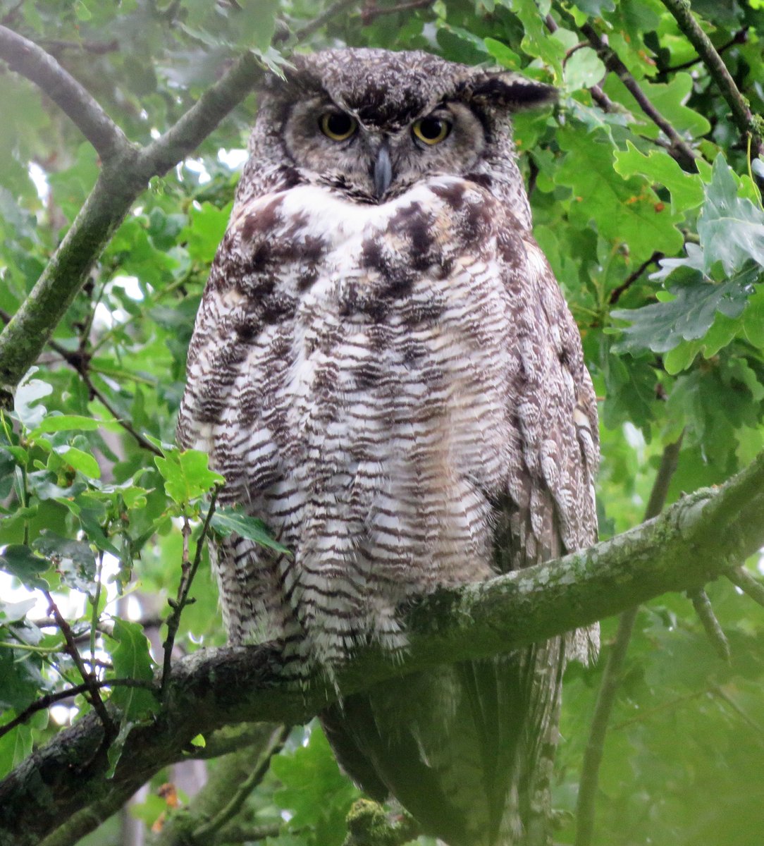 rotaryppphil's tweet photo. Great Horned Owl nr. Grafham Water today- 'imported' from America 20 years ago &amp; lived wild here since!  Got a lucky full-frontal shot. 
Also pigeons showering, &amp; ringing spotted flycatcher in Wyre Forest. 😃@NatureUK @Britnatureguide https://t.co/QJMkBbmpKZ