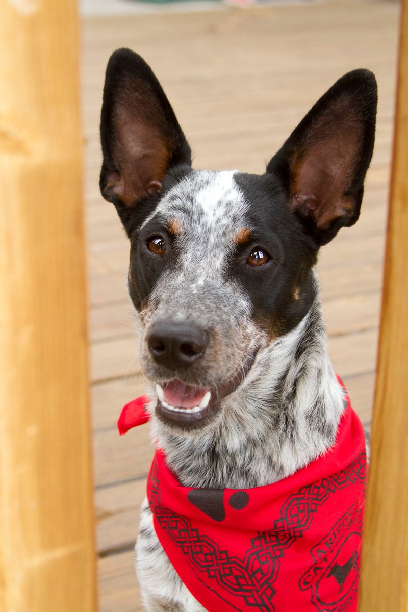 DiamondDogDaily's tweet photo. Annie the Australian Cattle Dog from #arizonacattledogrescue ! Our first foster pup-she was the sweetest girl who loved fetch and was very athletic. #MyFirstFoster @petcofoundation https://t.co/E477ix4XRp