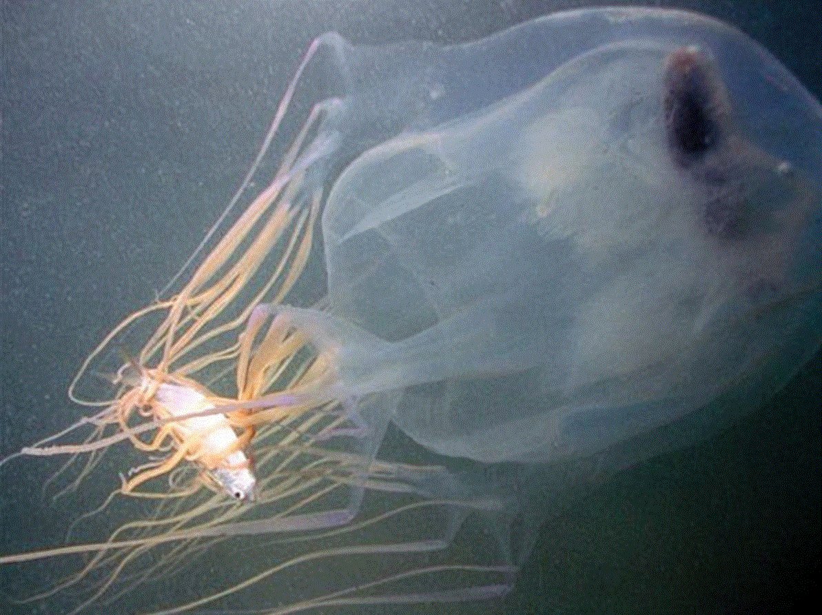 Manabu Bessho Uehara T Co Wq3mdfcfr5 この論文のfig4は クラゲ がいかに重要な捕食者であるかを示しています クラゲ一括りにせず 剛クラゲnarcomedusaやクダクラゲがいろんな動物を食べているのには注目