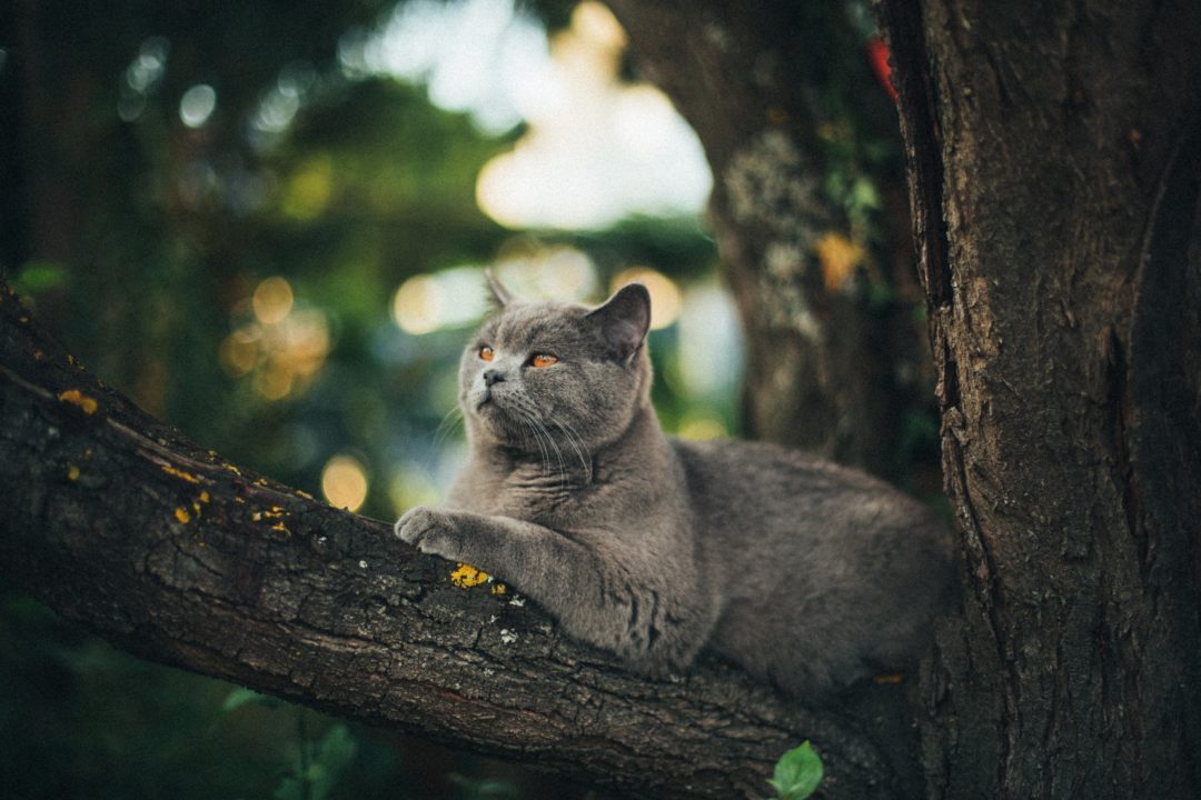 JoanneRighetti's tweet photo. How to Turn Your Backyard Into a Pet Paradise - at Pet Problems Solved - https://t.co/5RLR6NVdc6 https://t.co/J9dmKGITO3