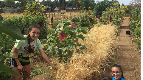 SacCropmobster's tweet photo. Summer Day Camp: River Naturalists https://t.co/1PoAYoP7pg https://t.co/kMIp5RuUkf