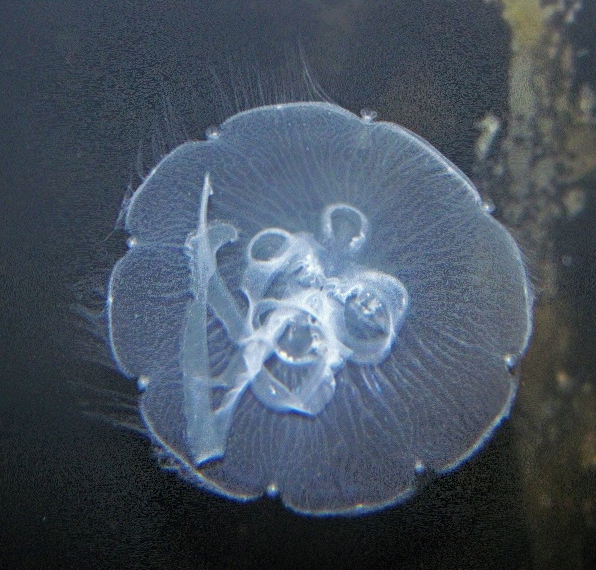 Manabu Bessho Uehara T Co Wq3mdfcfr5 この論文のfig4は クラゲ がいかに重要な捕食者であるかを示しています クラゲ一括りにせず 剛クラゲnarcomedusaやクダクラゲがいろんな動物を食べているのには注目