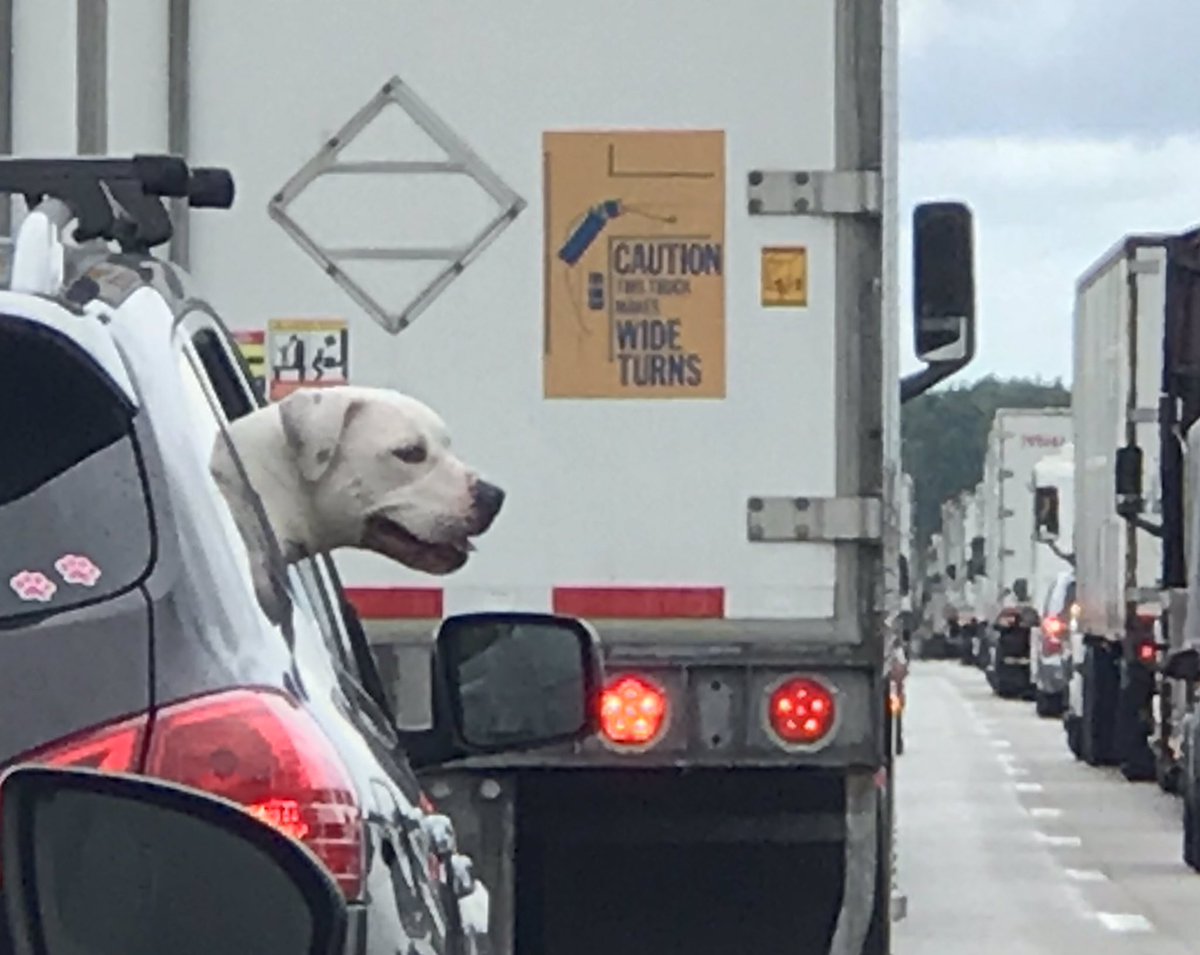 simplyamybeth's tweet photo. If you’re gonna be stuck in traffic, you might as well stick your head out the window.  
#roadtriptweets https://t.co/eI5hAu2TmG