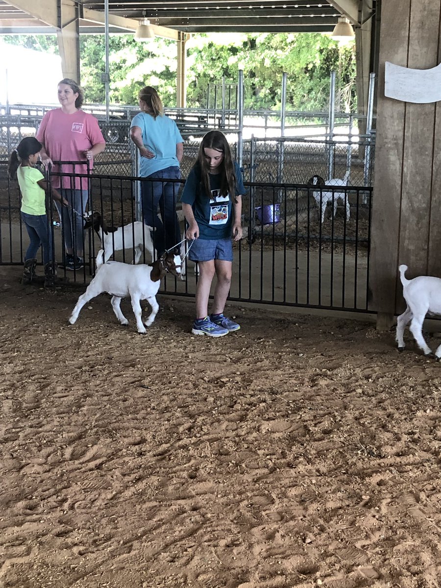 CalhounCoExt's tweet photo. We had a great day at the Webster &amp; Calhoun County meat goat camp. Excellent group of youth and volunteers learning about 4-H livestock. Also some new exhibitors recruited to the program today! https://t.co/XGICsmNXxD