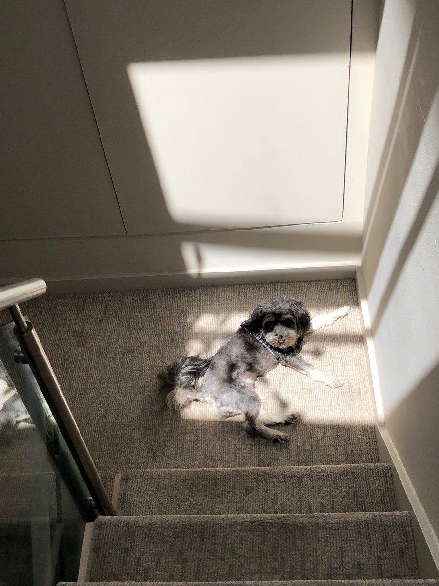 glantzings's tweet photo. When your dog finds the sunniest spot in your apartment. #HarleyRocks https://t.co/r3zinok6qw