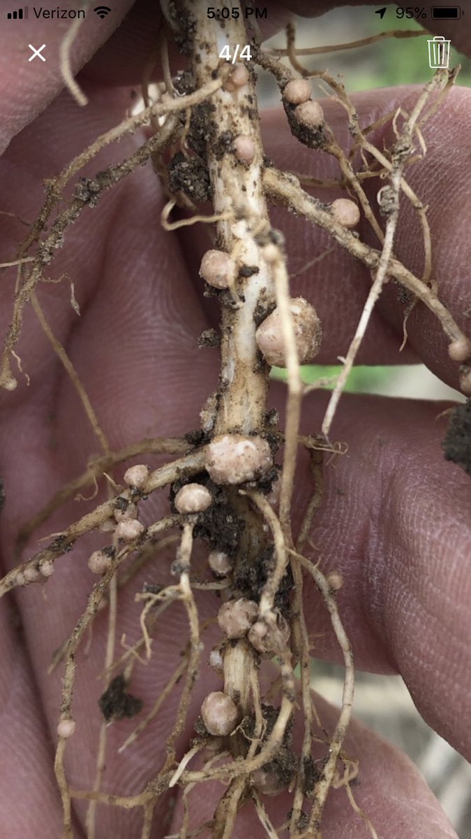 2519R2X <a href="/ChannelSeed/">Channel Seed</a> treated with Acceleron and Optimize showing great nodulation. 2nd trifoliate Stage