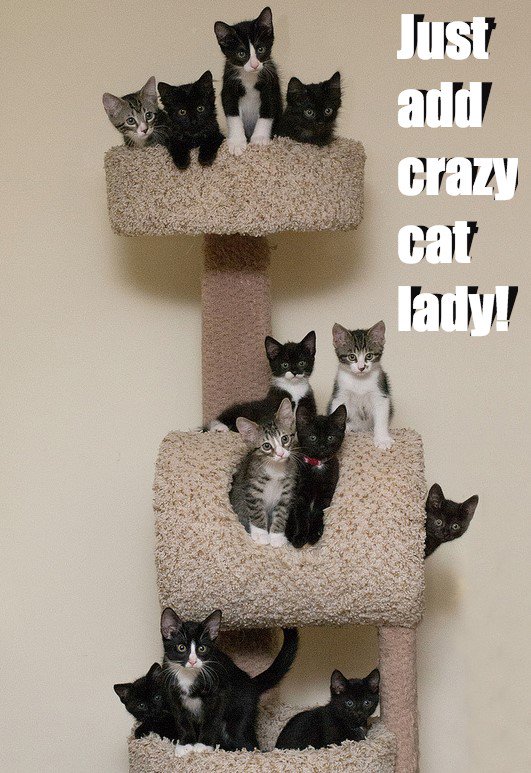 People call me crazy cat lady like that's a bad thing.

They are fuckers.

#CatsOfTwitter #RebelCats #FenianCats