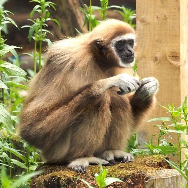 Camperdown Wildlife on Twitter: Camperdown Wildlife on Twitter: