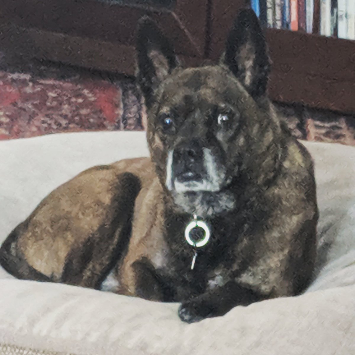 MLIStewart's tweet image. #Kreacher #MyDogs #OneOfFive