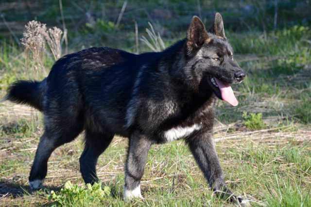 alsatian shepalute