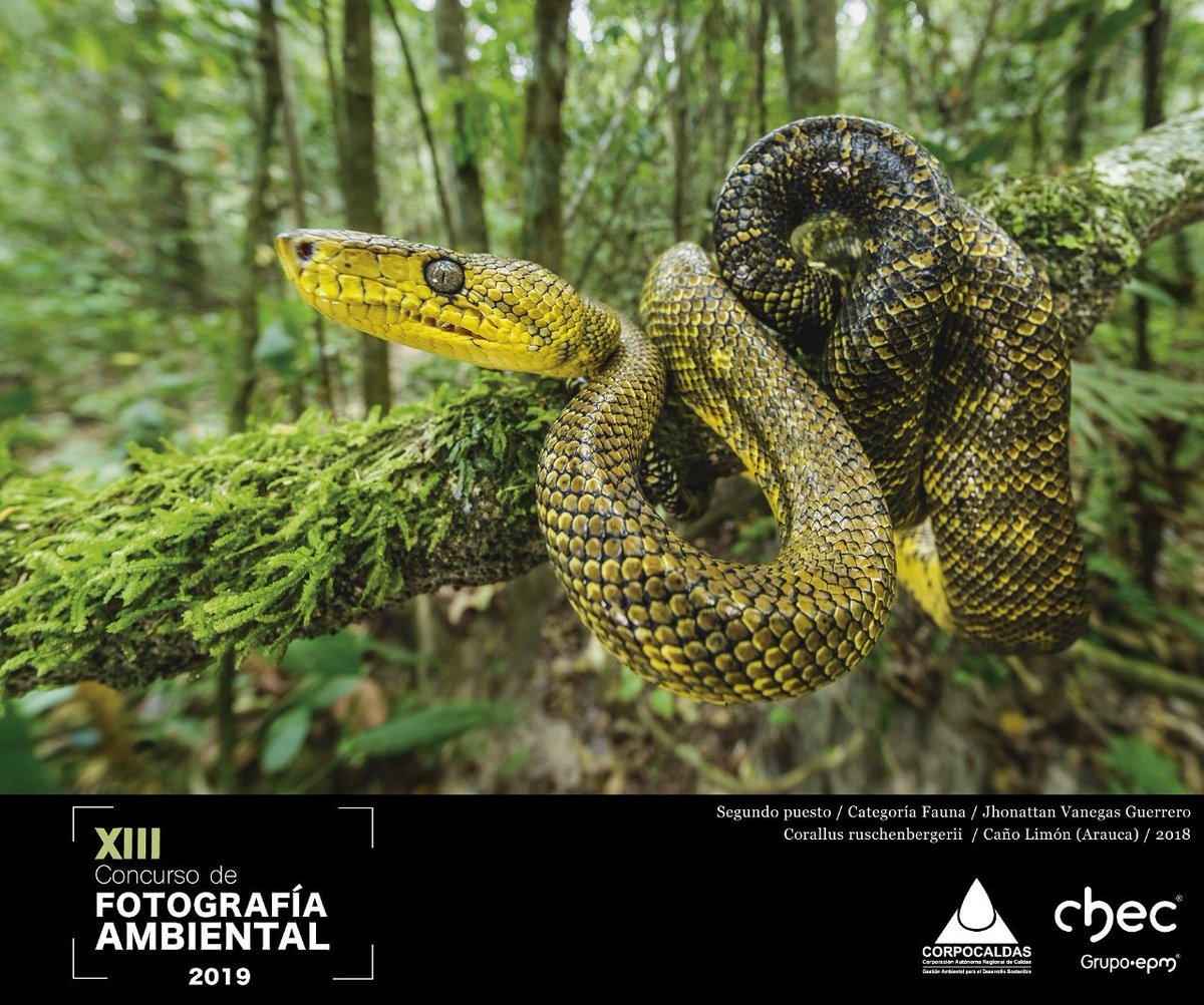 Corpocaldas's tweet photo. Hasta el 19 de julio tienes plazo para participar en el XIII Concurso de #FotografíaAmbiental.  Puedes postular tus mejores imágenes en tres categorías: Paisajes Naturales y Cambio Climático, Fauna y Flora y Fungi.  Consulta la guía del concurso en https://t.co/oEMn5d8udf https://t.co/YgQND5E1ZL