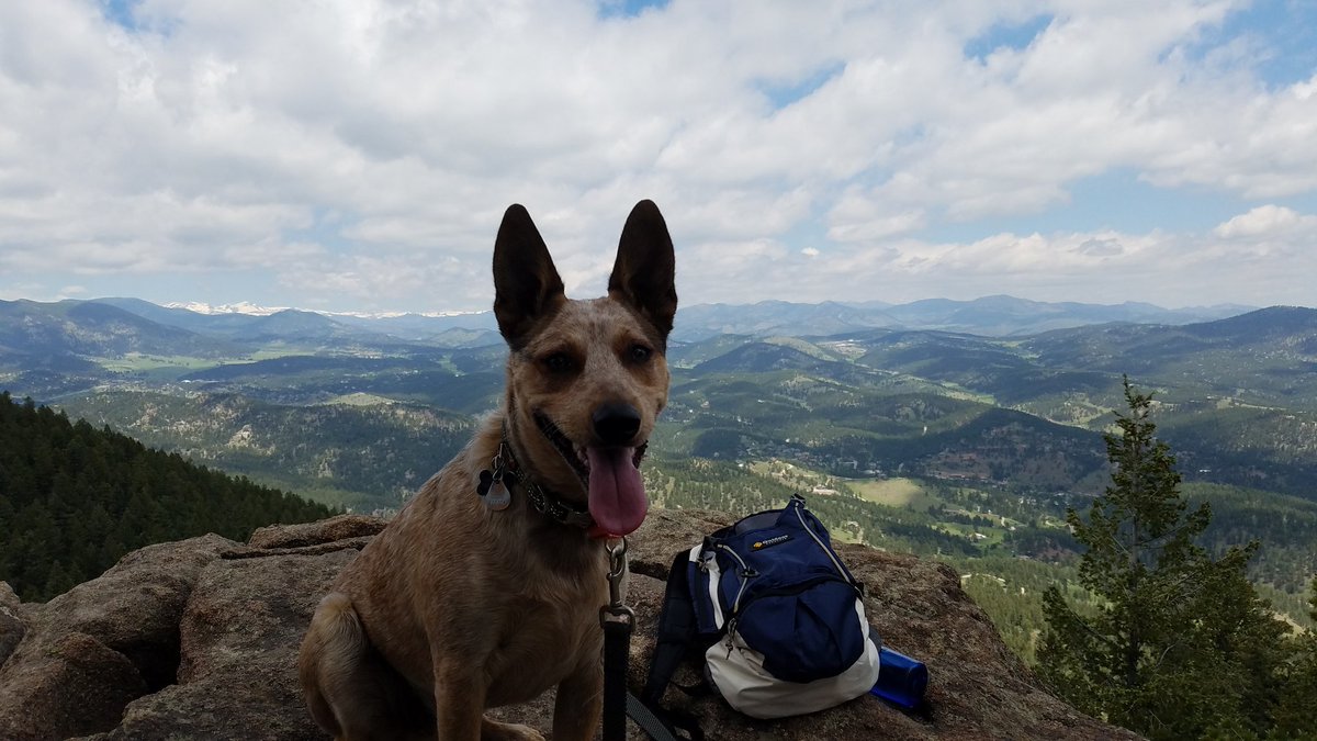onesunchasers's tweet photo. Cedar the pelican eater was getting elevation today https://t.co/RhSW0x5hmw