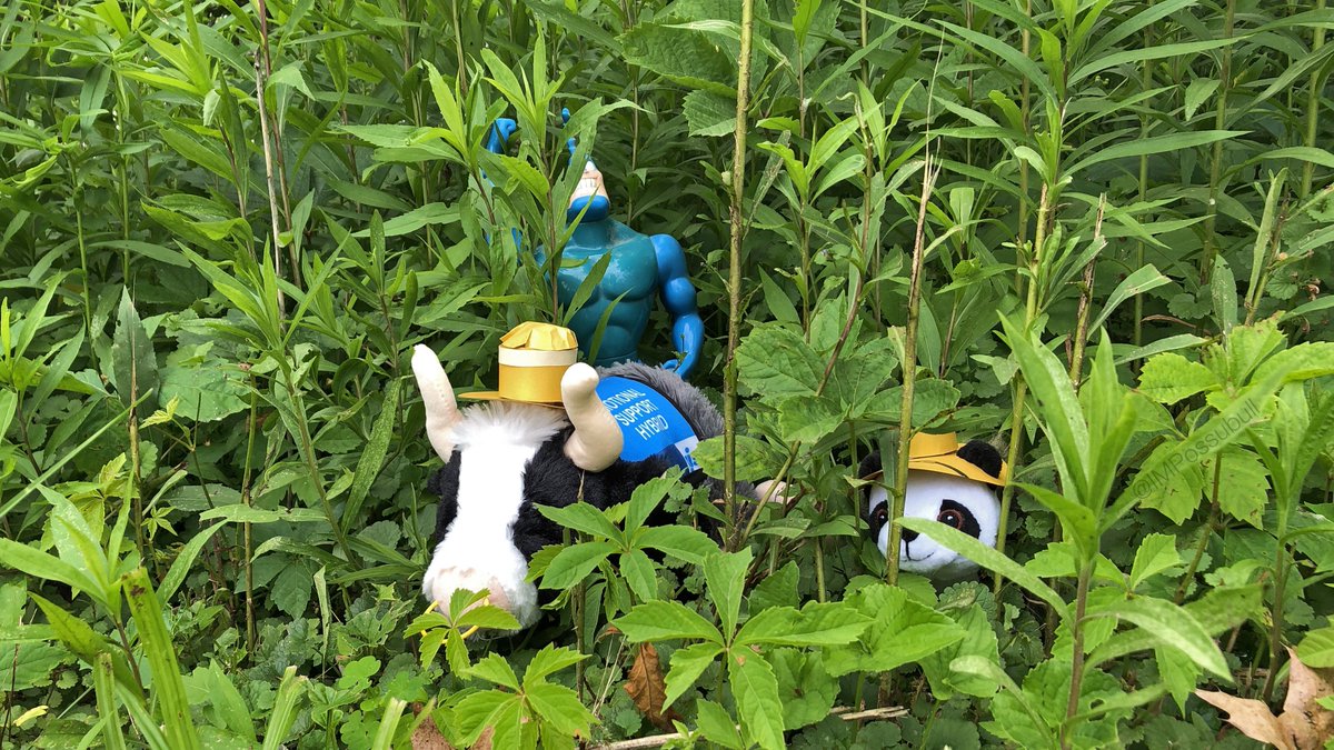 IMPossubull's tweet photo. Day 311: We've enlisted the assistance of our big blue friend, both for safety and height. The bugs are ferocious and have weakened our spirits. Still hopeful we will find the new @GISH Mascot in time though… The bugs' next attack is imminent, we must take shelter immediately. https://t.co/CPYX1mjqF8