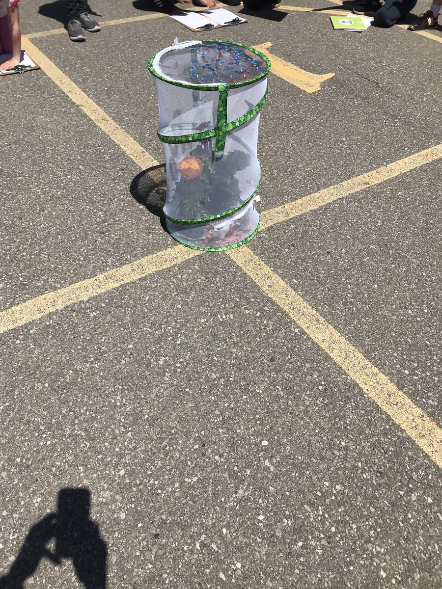 Today we set our butterflies free! 2C was fortunate to have so many complete their metamorphosis!
