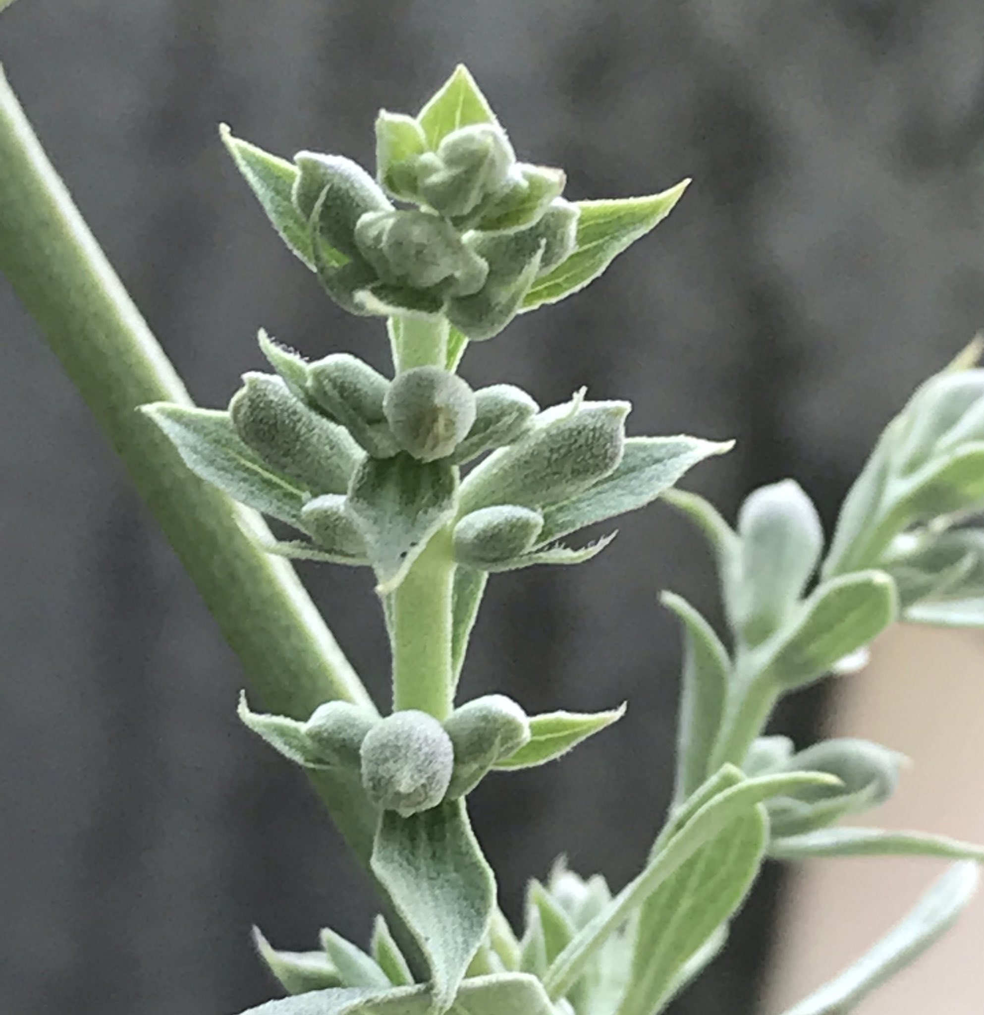 お多肉さん 爆走中 ホワイトセージの花が咲きそう 種採れるかな 楽しみじゃ そして ご本人は1ヶ月前にめっちゃ収穫したのが嘘のように繁ってらっさる もうひと瓶チンキ作ろうかしらん スマッジング 浄化 パワーストーン ホワイトセージ T Co お多肉さん 爆走中 ホワイトセージの花が咲きそう 種採れるかな 楽しみじゃ そして ご本人は1ヶ月前にめっちゃ収穫したのが嘘のように繁ってらっさる もうひと瓶チンキ作ろうかしらん スマッジング 浄化 パワーストーン ホワイトセージ T Co