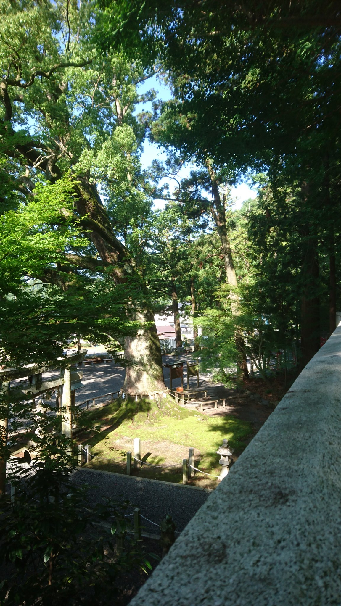 苗 Healing 事任八幡宮 T Co Zrbajkqaa9 Twitter