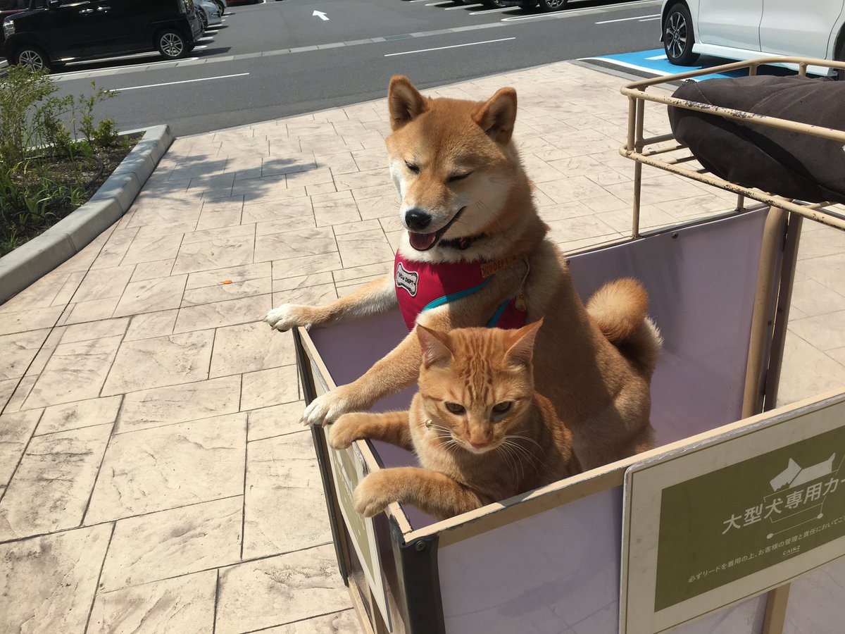 柴犬の梅ちゃん (@ume04_SHIBAINU) / Posts / X