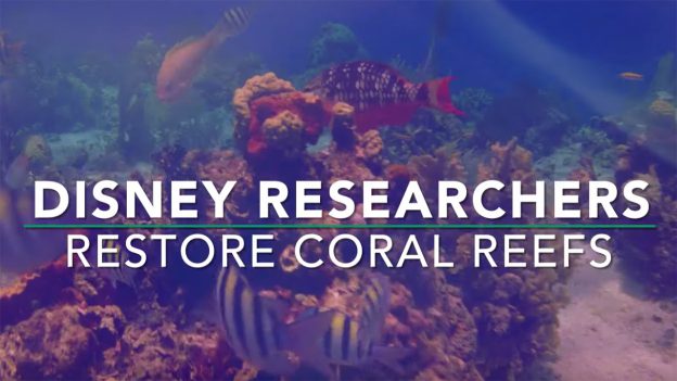 WaltDisneyCo's tweet photo. For World Oceans Day, @DisneyParks highlighted the collaborative work between @DisneyCruise and the Disney Conservation Fund, leading a multi-year project to rehabilitate coral reefs in the Bahamas: https://t.co/zUPbogdw7h https://t.co/f13pBINrzm