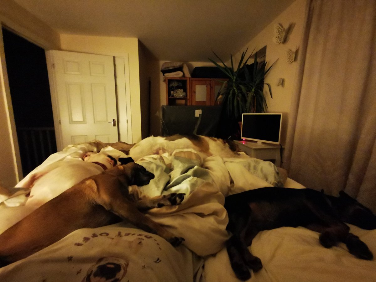 dogbus999's tweet photo. If I move now I think I'll lose my place. Goodnight everyone. Much love from the #dogbus gang x #sleepwell #darenotmove #needbiggerbed https://t.co/GvBXxBt1U9