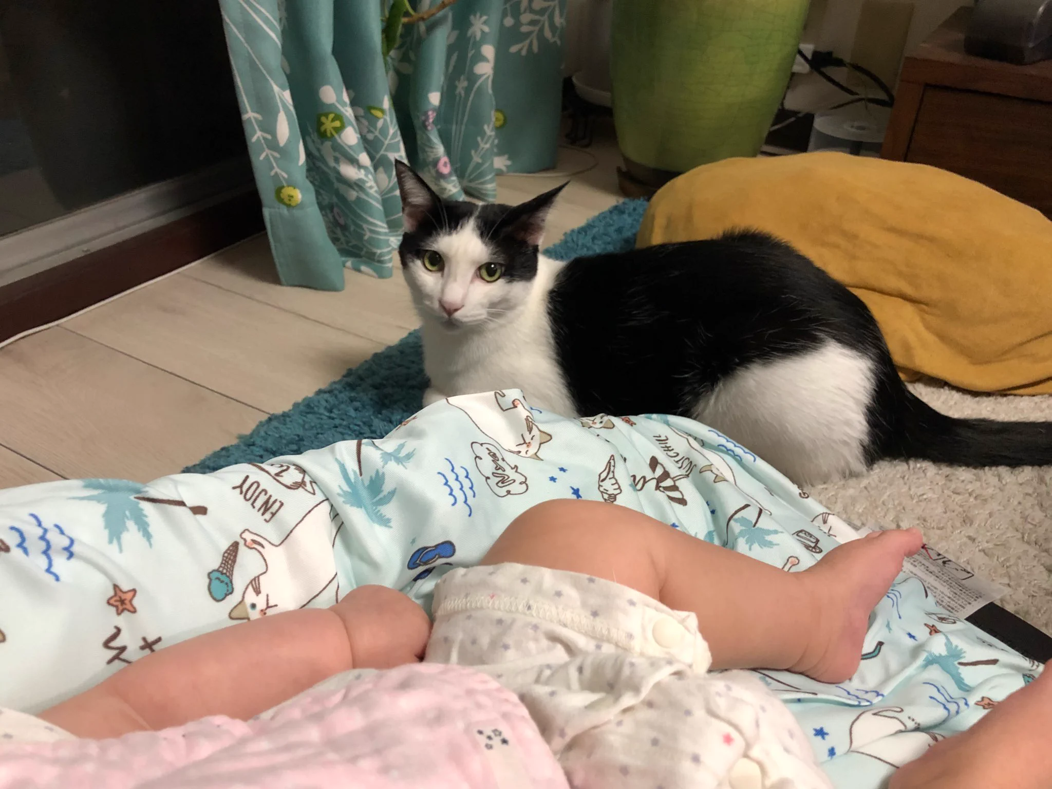 赤ちゃんの子守を手伝ってくれてる猫ちゃんたち♡