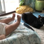 赤ちゃんの子守を手伝ってくれてる猫ちゃんたち♡
