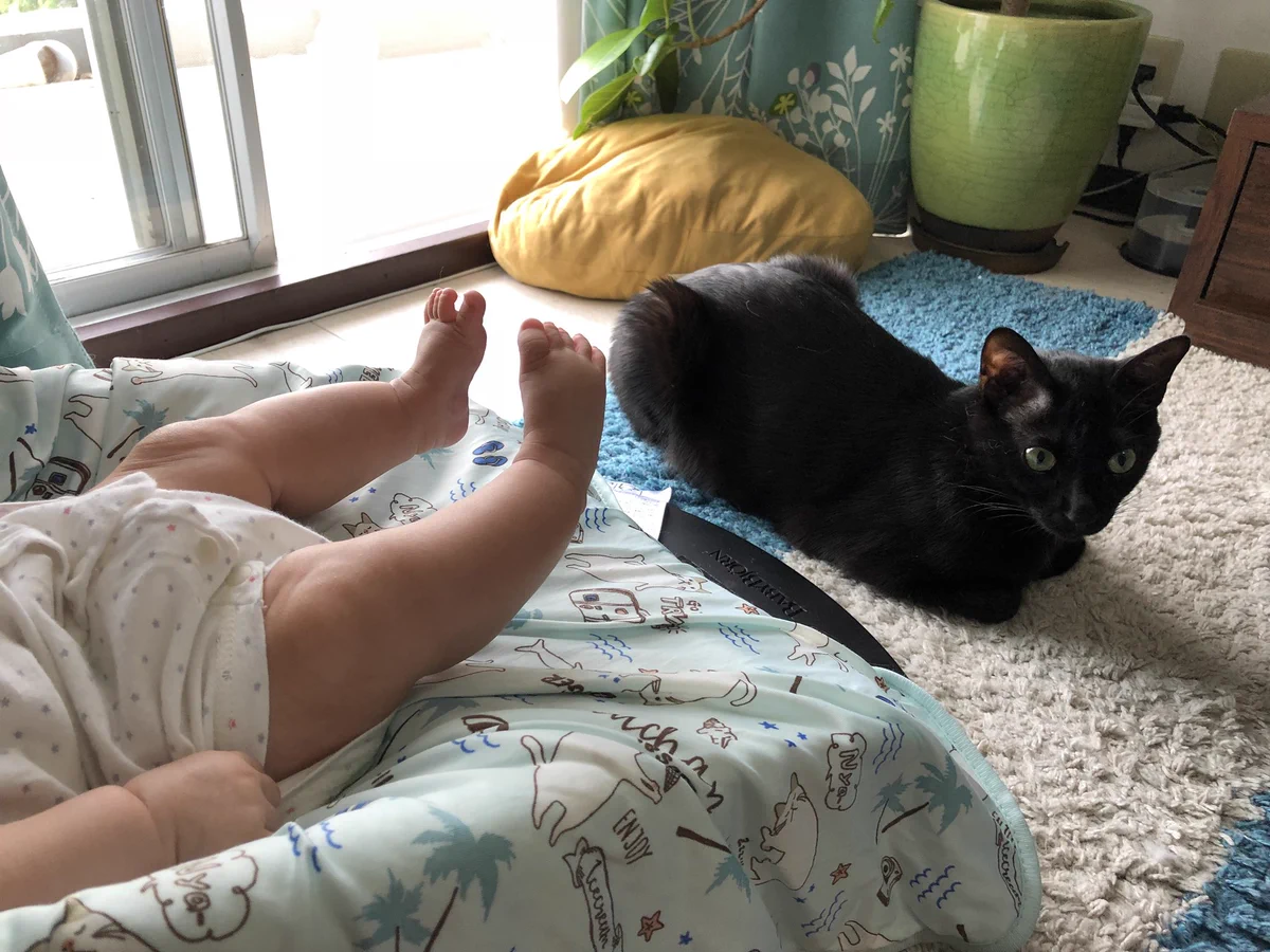 赤ちゃんの子守を手伝ってくれてる猫ちゃんたち♡