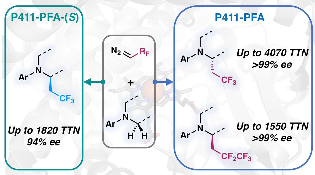 This time we taught our enzymes to introduce fluorine-containing groups to molecules via selective C-H functionalization. Check out our newest C-C bond-forming P450s on @J_A_C_S! @francesarnold @xiongyih pubs.acs.org/doi/10.1021/ja…