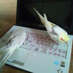 インコにキーボード荒らされた!もう打てないじゃん…