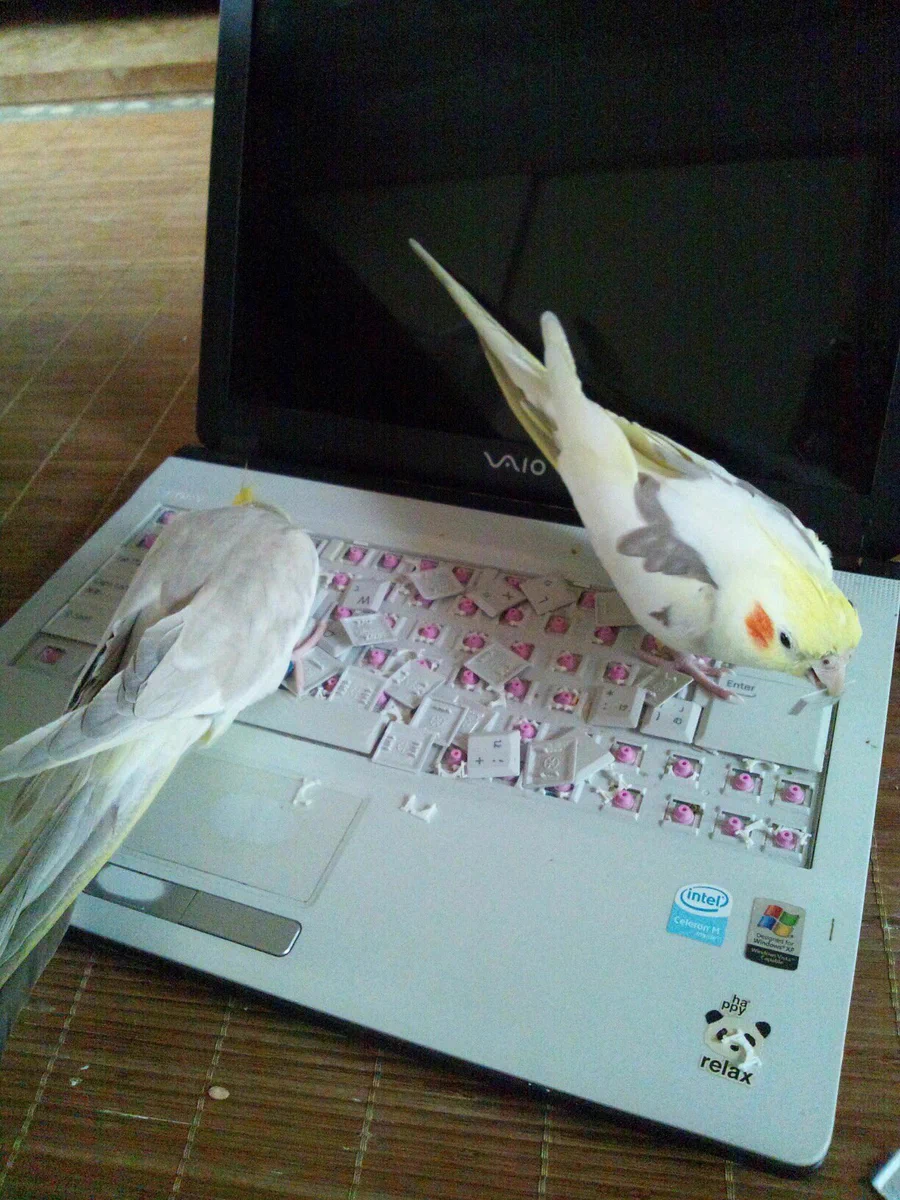 インコにキーボード荒らされたwwwもう打てないじゃん…