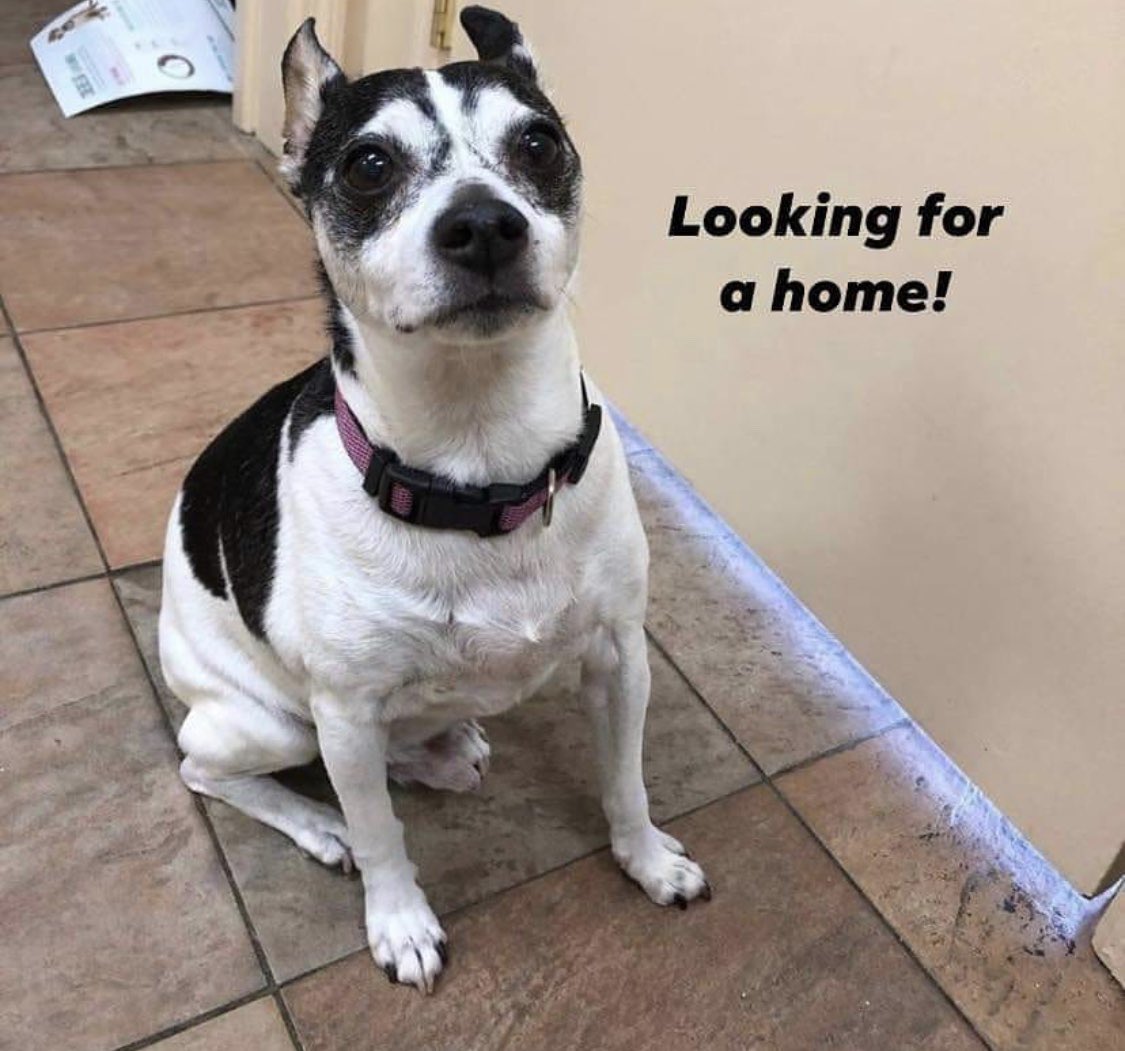 URGENT- foster needed! Our 13 yo senior boy Charlie is still in boarding spending a lot of time in a cage where he should be living life in a home. He needs a foster home that can provide lots of LOVE &amp; PATIENCE but also someone has to be home most of the time. Will you be