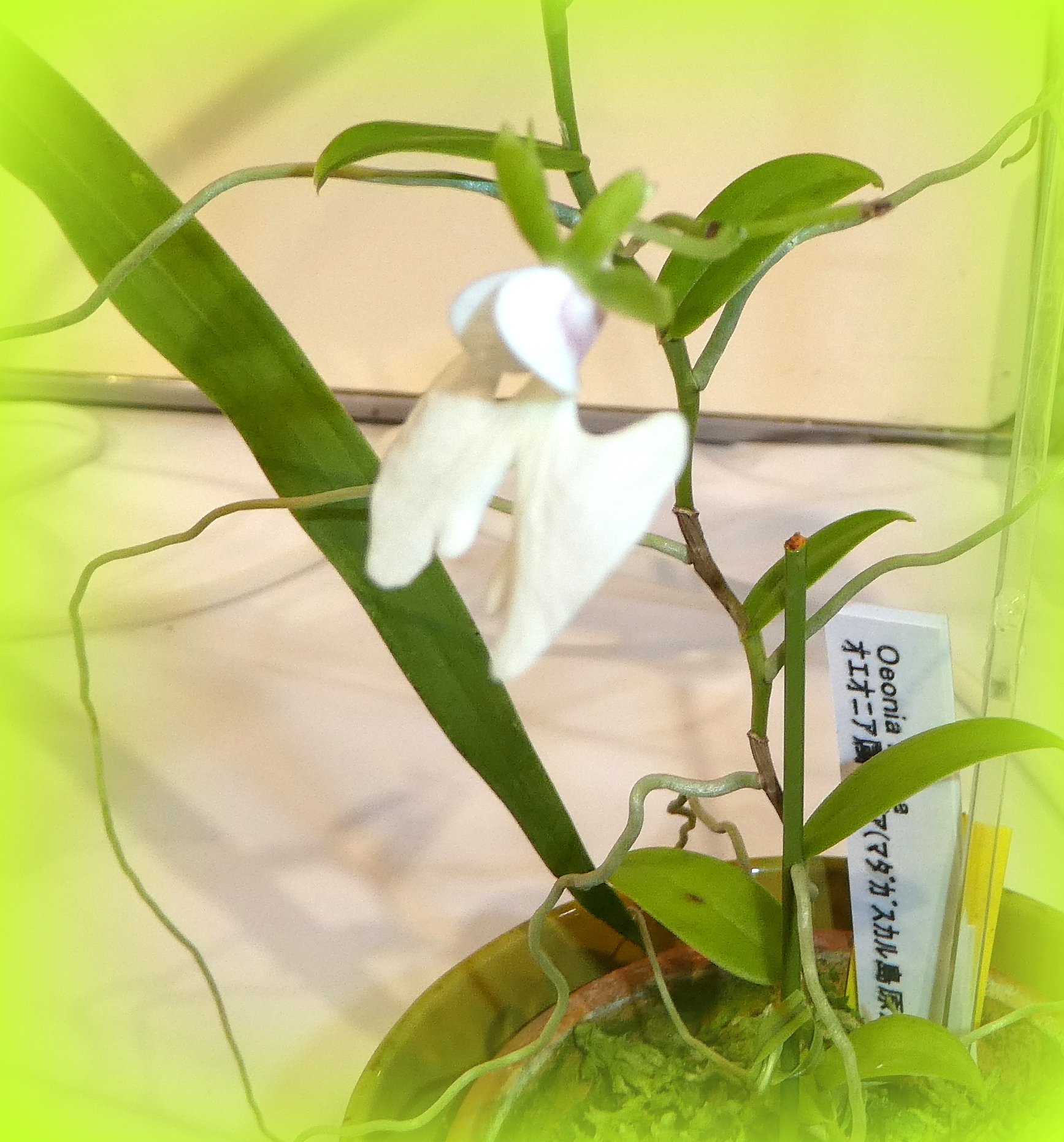 Twitter এ やまうさぎ オエオニア ロゼアの花 オエオニアはラン科の多年草で原産地はマダガスカルだそうです オエオニアは細長く伸びた茎に互生し 葉の付け根から花茎を伸ばし花茎は2cm程度の黄色がかった乳白色の花を２ 3輪秋に美しい花を咲かせるそうです 花