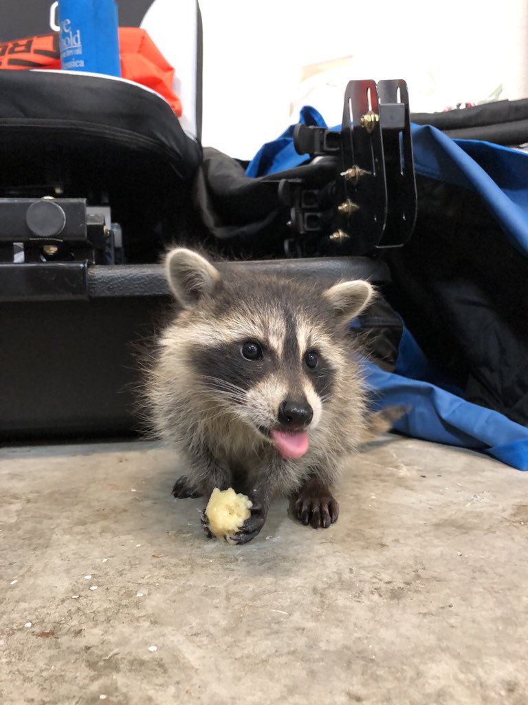 WeRateDogs™ 🏳️‍🌈 (dog_rates) Twitter