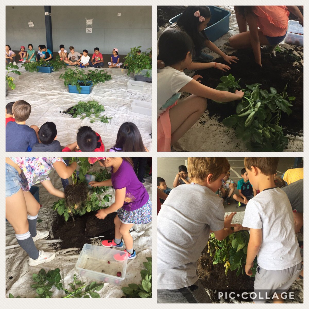 ms_mkent's tweet photo. Today we harvested our potatoes. The excitement in students’ eyes as we uncovered 151 reddish, golden and purple potatoes. Love harvest day!! @westcot_school #schoolgarden #messymath https://t.co/52AfnFoJLu