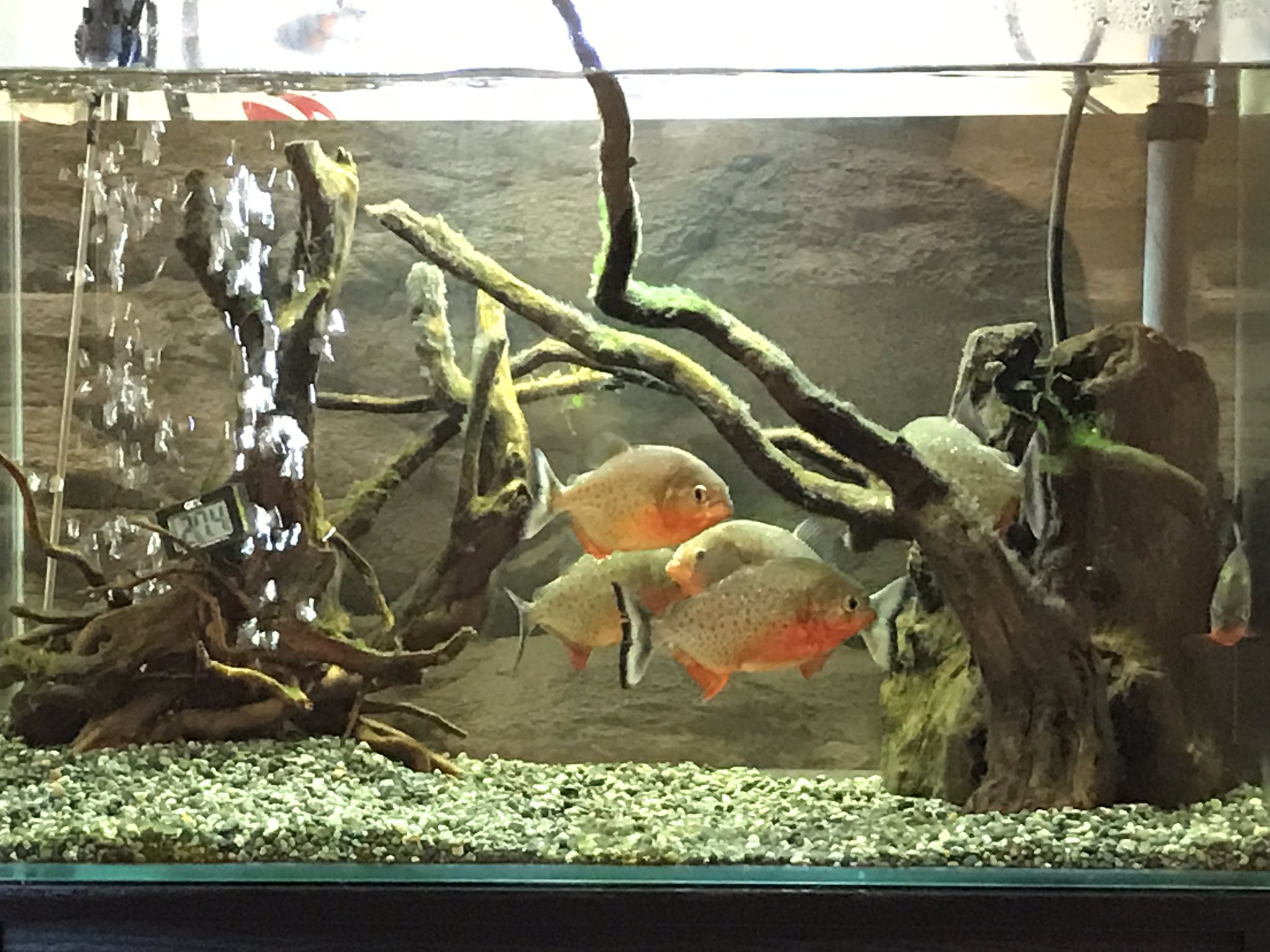 ピラニアナッテリー 8匹 90センチ水槽セット