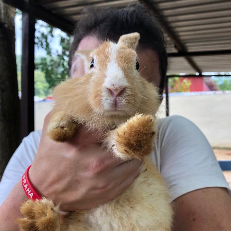 mabecz's tweet photo. Dnes jsem viděl motýle, brouke, štíre, ale také králíke a pštrose! Řepku tu nikdy nepěstují, asi proto tu nemají žádné včele 😀😀 #motyle #malajsie #wildlife https://t.co/ROOMN0W7SE
