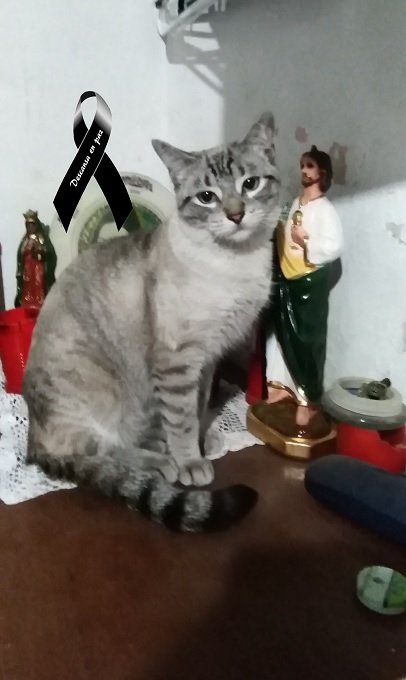 RorroMann's tweet photo. Te voy a extrañar un chingo mi'jo, no te imaginas cuanto
#GraciasPorTodoChamito
12/06/19 22:00 https://t.co/T2Nrp26uj7