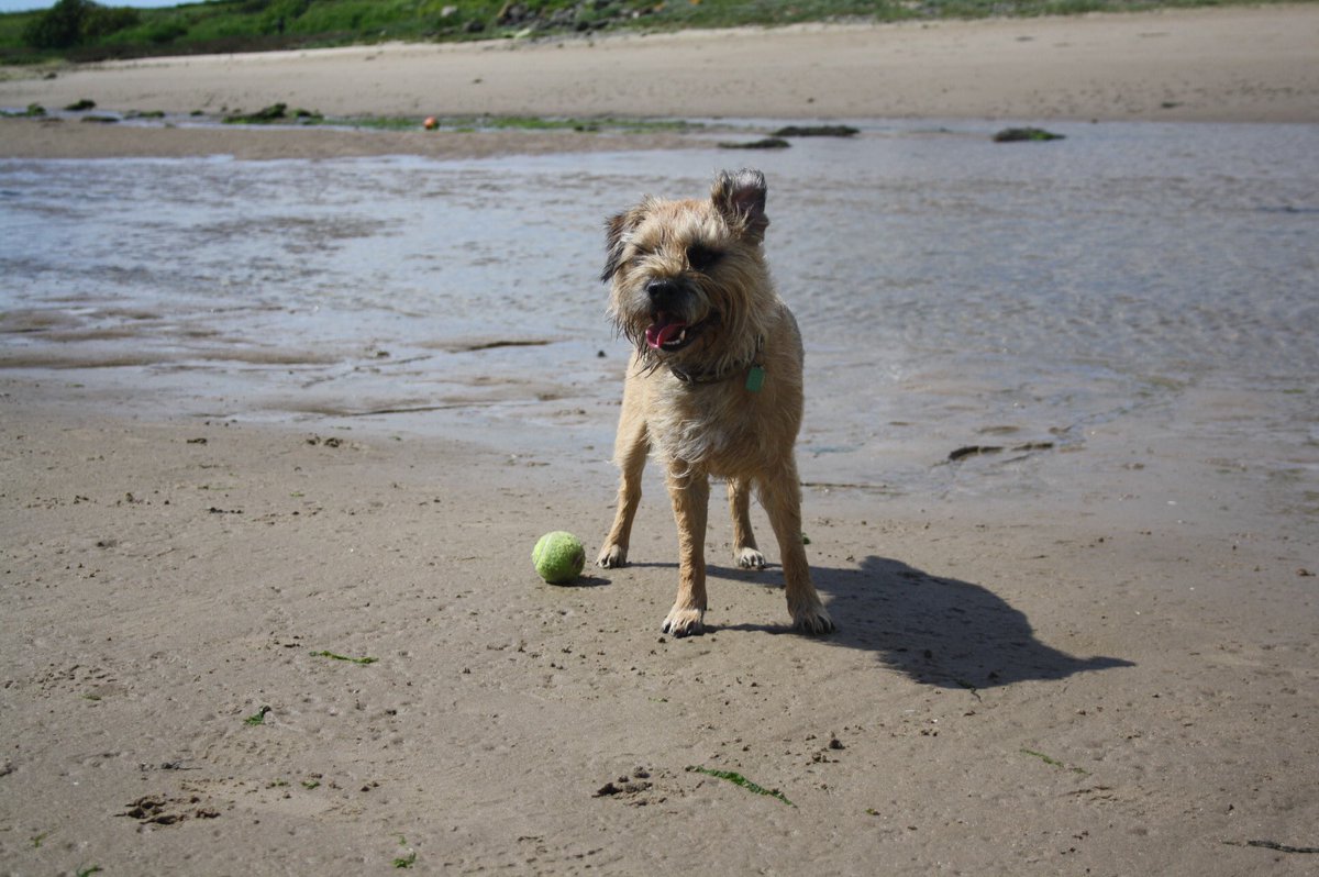 jack_border's tweet image. Thank you everyone for the birfday wishes!! ❤️🎉🐾